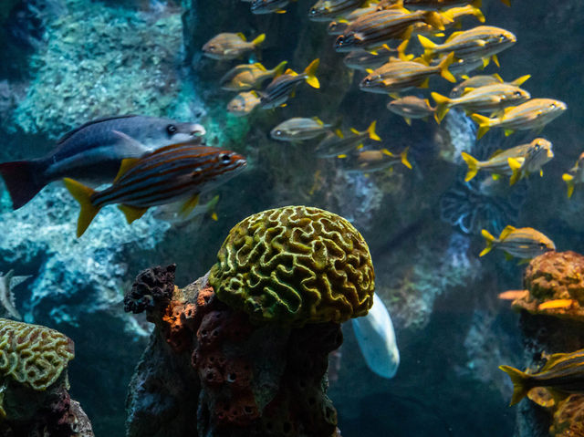 波士頓新英格蘭水族館