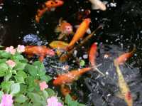 คาเฟ่แม่กำปองชลบุรี ติดอ่างคาเฟ่