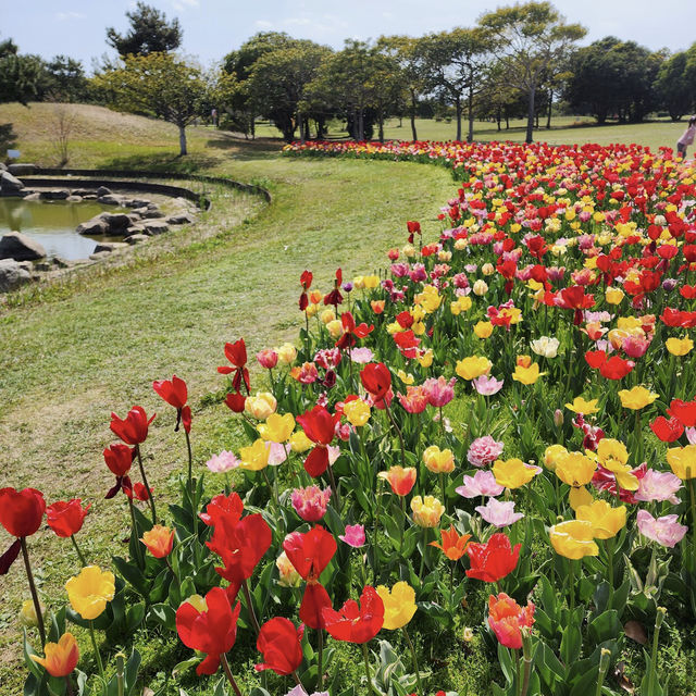 海之中道鬱金香節 – Uminonakamichi Tulip Festival