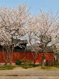 Cherry Blossoms at Guangfulin Relics Park: A Dreamy Spring Escape