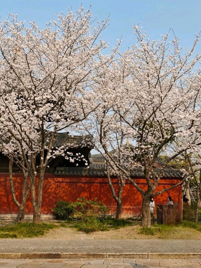 Cherry Blossoms at Guangfulin Relics Park: A Dreamy Spring Escape