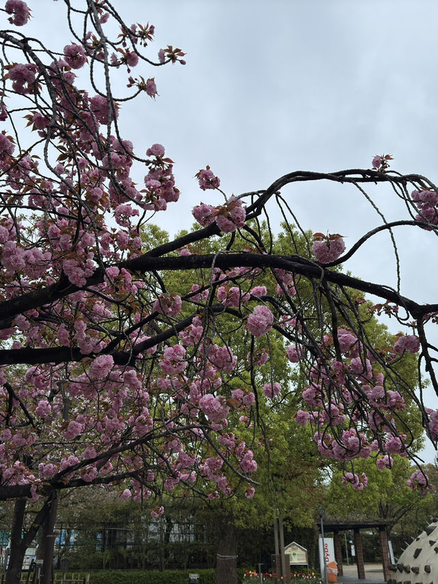 東京景點｜行船公園