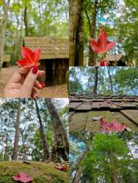 พิษณุโลก 5 วัน 4 คืน แบบไปเรื่อยๆ ไม่รีบ 🍁🌸