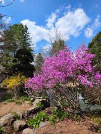 Chasing Cherry Blossoms: The Magic of Nami Island