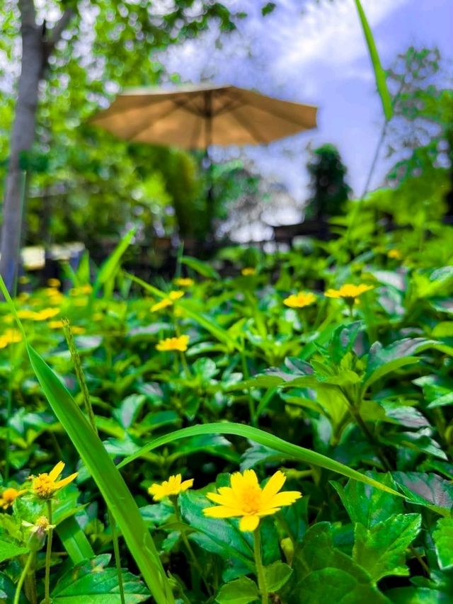 🏝🏝คาเฟ่สุดชิล ท่ามกลางธรรมชาติ☕️☕️