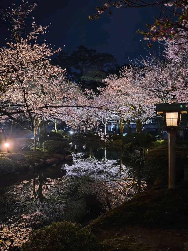 Sakura: Ephemeral Beauty and the Soul of Japanese Spring