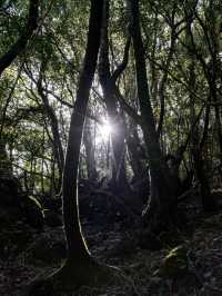【鹿児島】もののけ姫の舞台にもなったといわれる苔むすもり