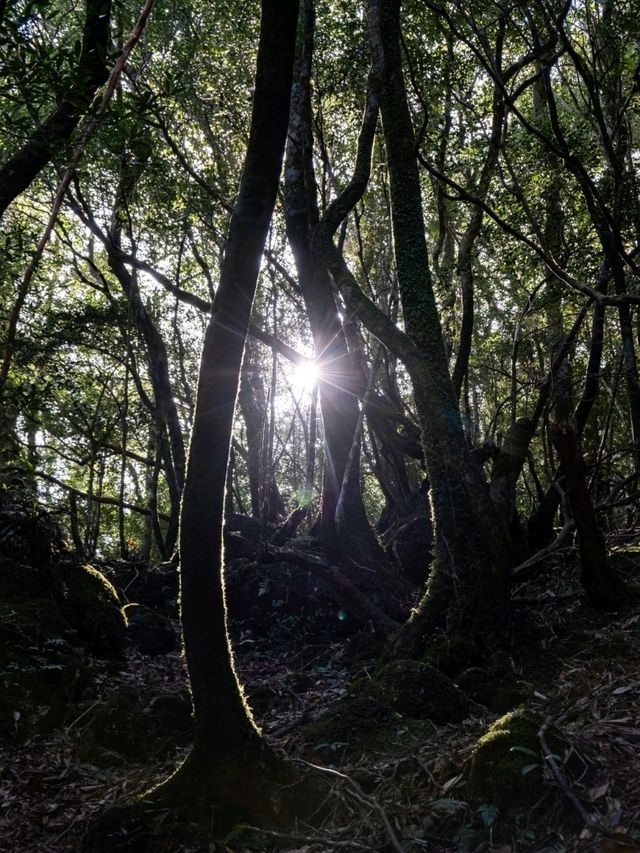 【鹿児島】もののけ姫の舞台にもなったといわれる苔むすもり
