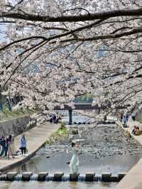 🌸Why go to Japan? Ningbo has its own Meguro River vibes!🌸