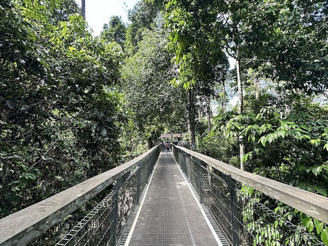 Bornean Sun Bear Conservation Centre (BSBCC) – Sepilok’s Hidden Gem** 🐻🌿  