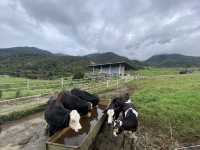 🐄 A Day at Ladang Tenusu Desa Cattle: Cows, Chaos & Cheese! 🧀