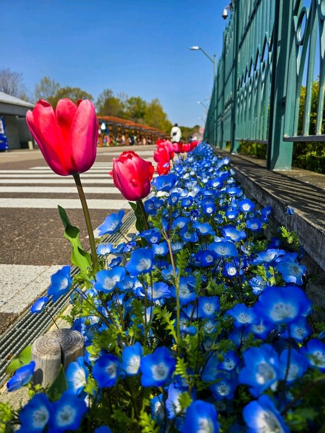 Iwagaike Park 🌷🪻🌸