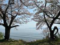 Kaizu Osaki Sakura | The Scenic Sakura Road Along Lake Biwa