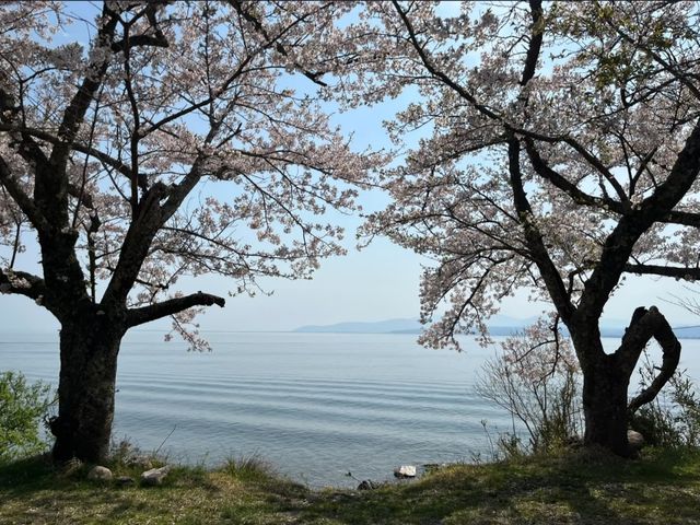 Kaizu Osaki Sakura | The Scenic Sakura Road Along Lake Biwa