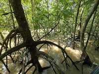 Taman Negara Johor Pulau Kukup – A Solo Traveller’s Adventurous Escape
