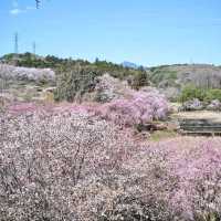 Hitachi Fudoki-no-Oka, Ibaraki