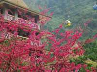 Sun Moon Lake Cherry Blossoms: Taiwan’s Lakeside Floral Paradise