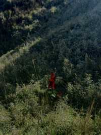 From Forest Trails to Cloudy Peaks: Mt. Pulag Magic