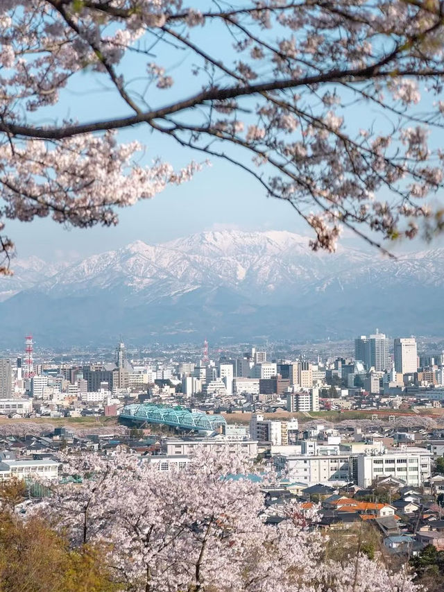 Panoramic Petals: Springtime Serenity at Kurehayama Park
