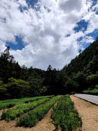 #武陵國家森林遊樂區-臺中區和平區