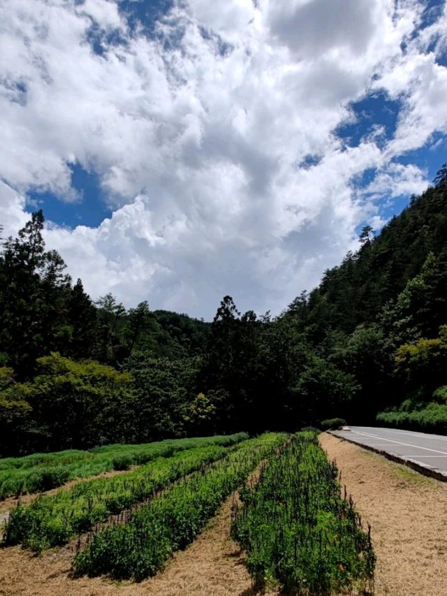 #武陵國家森林遊樂區-臺中區和平區