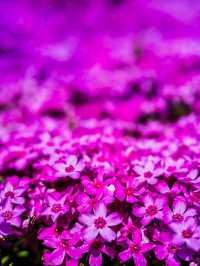 🌸 今がまさに見頃！國田家の芝桜で春を満喫 🌸