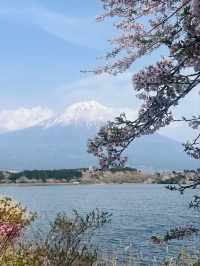 Tanuki Lake Sakura | Where Fuji Meets Floral Perfection