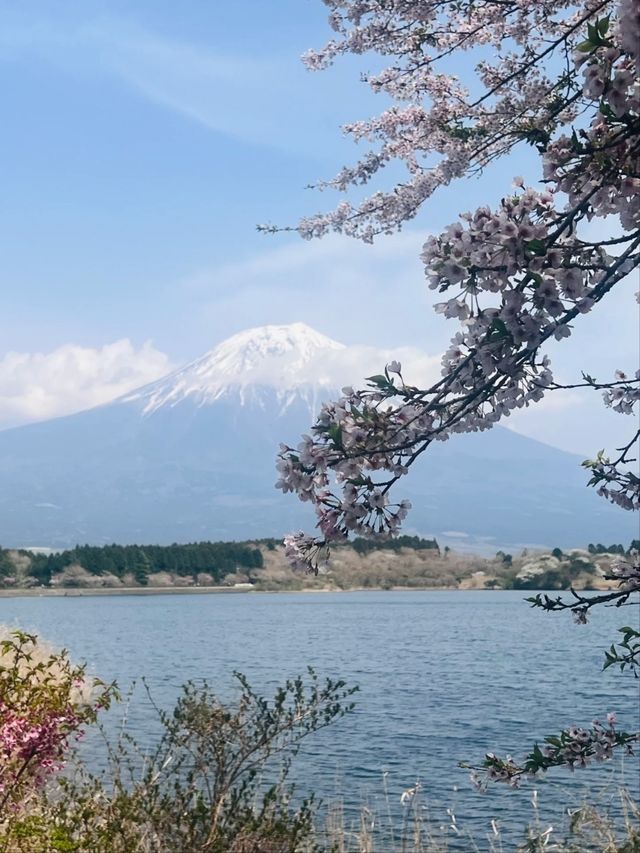 Tanuki Lake Sakura | Where Fuji Meets Floral Perfection