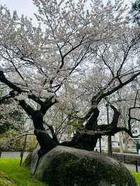 Morioka Castle Ruins Park Cherry Blossoms-Iwate's Pink Fortress