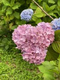 【千葉】1万株以上の紫陽花 メディアにもとりあげられる大人気紫陽花スポット！