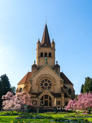 🇨🇭 봄철 꽃구경·바젤의 폴라우스 교회 앞 매화 꽃밭