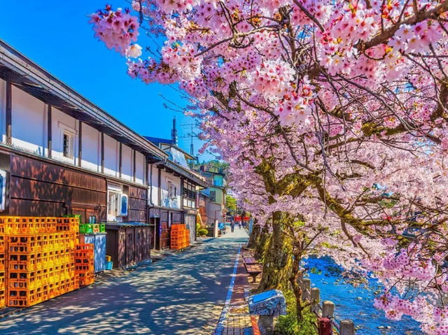 💥買一送一💥日韓賞花一日遊半價🇯🇵🇰🇷