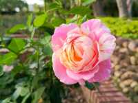 2025士林官邸花花特輯🌹🌷花都開好了🌸💐