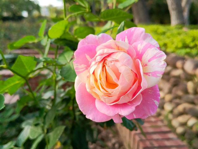 2025士林官邸花花特輯🌹🌷花都開好了🌸💐