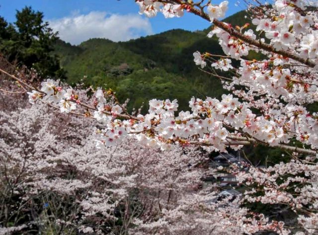 福岡賞櫻秘境---朝倉市甘城水文化村的水燈櫻花