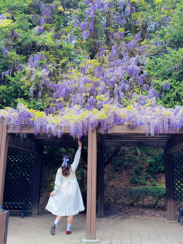 부산 폭포처럼 흐르는 등나무 숨은명소 작은숲속도서관💜