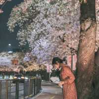 서울 밤벚꽃 명소 여의도 한강공원 