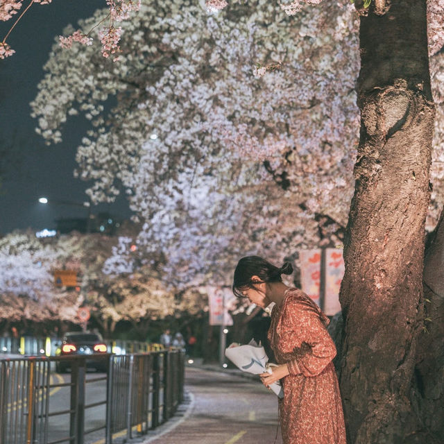 서울 밤벚꽃 명소 여의도 한강공원 