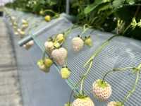 福崗任摘士多啤梨園🍓（附價錢）
