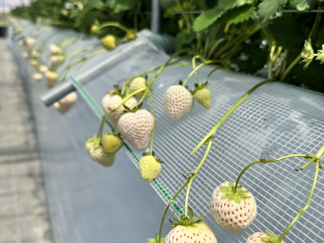 福崗任摘士多啤梨園🍓（附價錢）