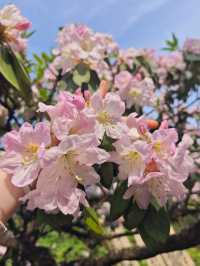 TianTai YunJin Azalea 🌸✨