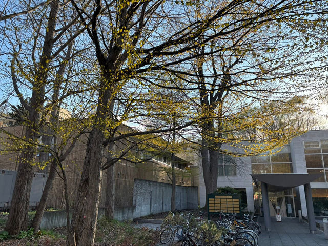 “Whispers of Spring: Sakura Reflections at Hokkaido University” 