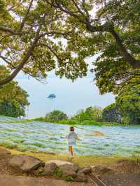 Nokonoshima Island Park สวรรค์คนรักดอกไม้ฟุกุโอกะ