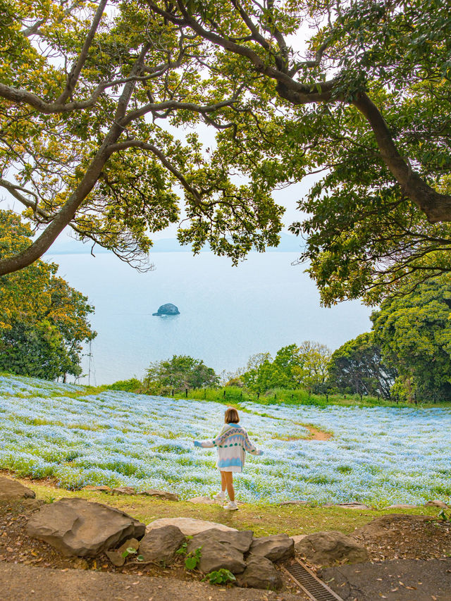 Nokonoshima Island Park สวรรค์คนรักดอกไม้ฟุกุโอกะ