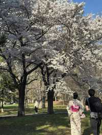 Sakura in Sapporo, Japan 🌸