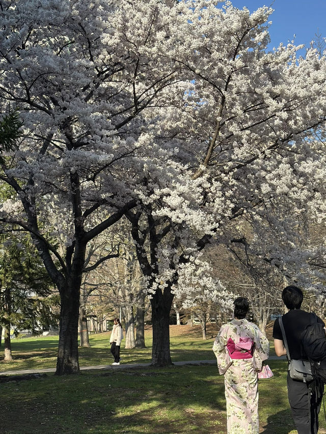 Sakura in Sapporo, Japan 🌸