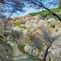 Cherry Blossom Heaven on a Hill