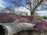 Barossa Valley 