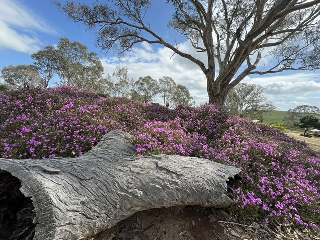 Barossa Valley 