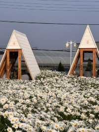 청주 샤스타데이지 나들이 🌼